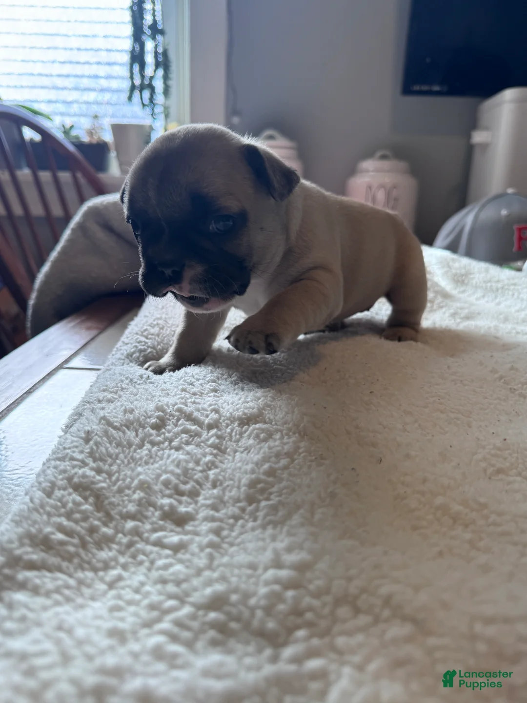 French Bulldog dogs for sale: French Bulldog Puppy 4 - Ad 2