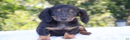 Dachshund dogs for sale: Charlie - Ad 1