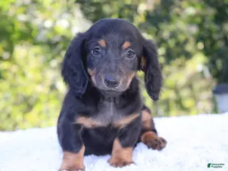 Dachshund dogs Charlie - Ad 2