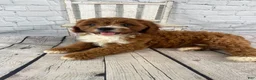 Cavapoo dogs for sale: Sadie - Ad 12