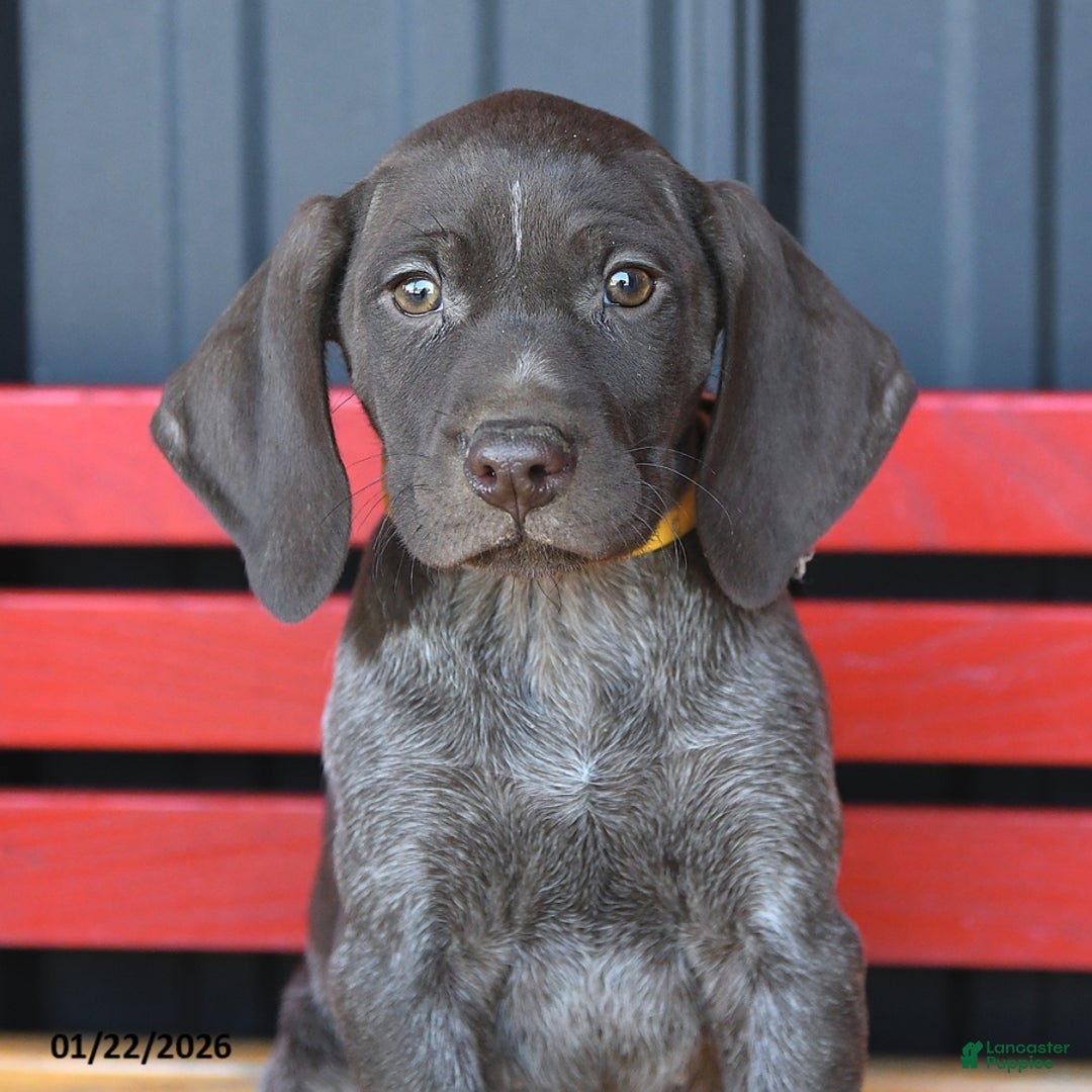 German Shorthaired Pointer dogs for sale: Mocha - Ad 3