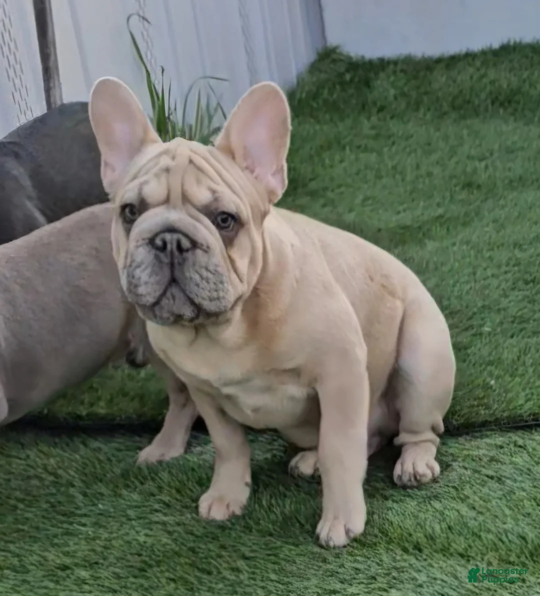 French Bulldog dogs for sale: French Bulldog Puppy 1 - Ad 17