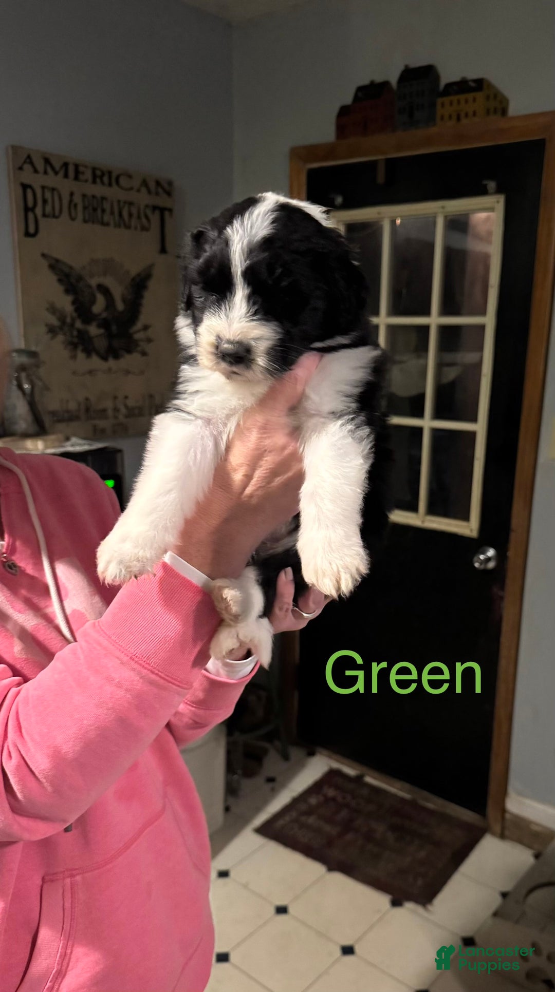 Sheepadoodle dogs for sale: Harriett - Ad 2