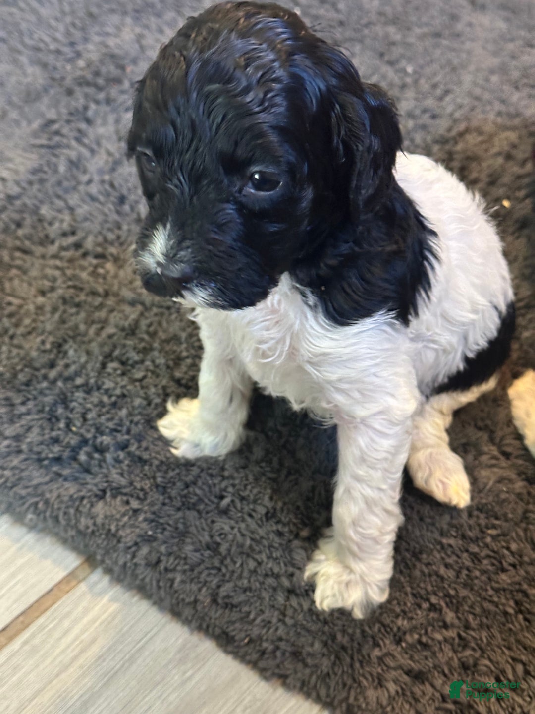 Mini Goldendoodle dogs for sale: Mini Goldendoodle Puppy 5 - Ad 3