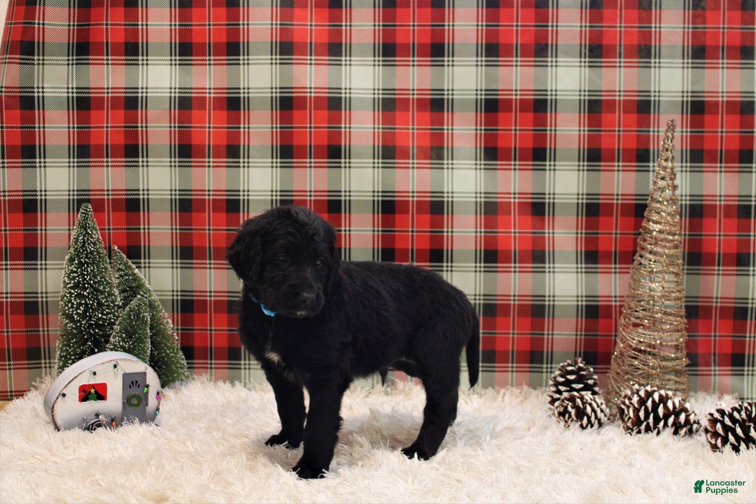 Mixed Breed dogs for sale: Ravin  - Ad 5