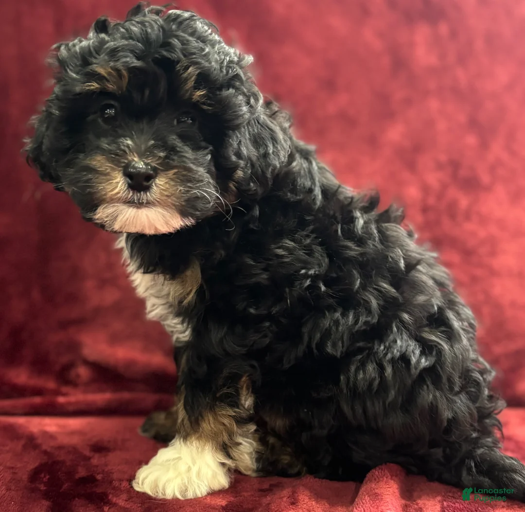 Mini Bernedoodle dogs for sale: Bear - Ad 2