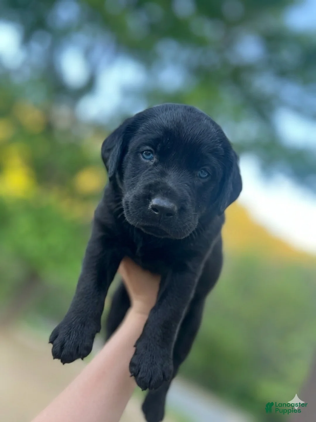 Labrador Retriever dogs for sale: Labrador Retriever Girl - Ad 2