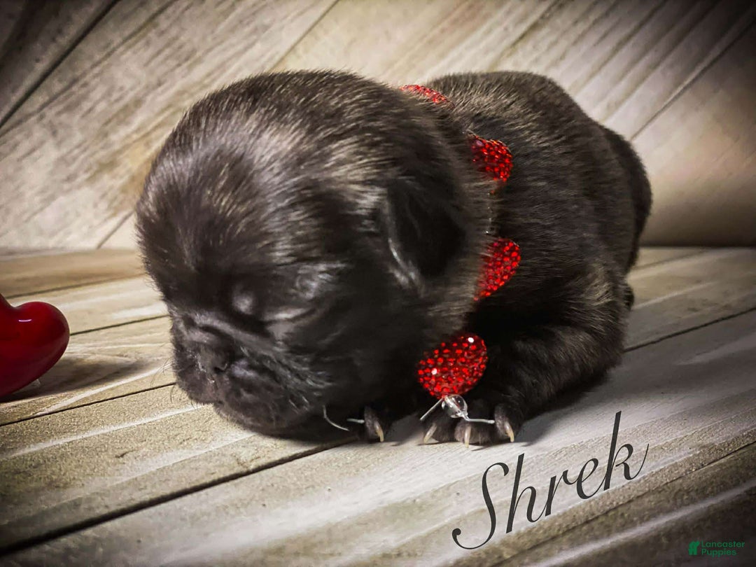 Pug dogs for sale: Shrek - Ad 1