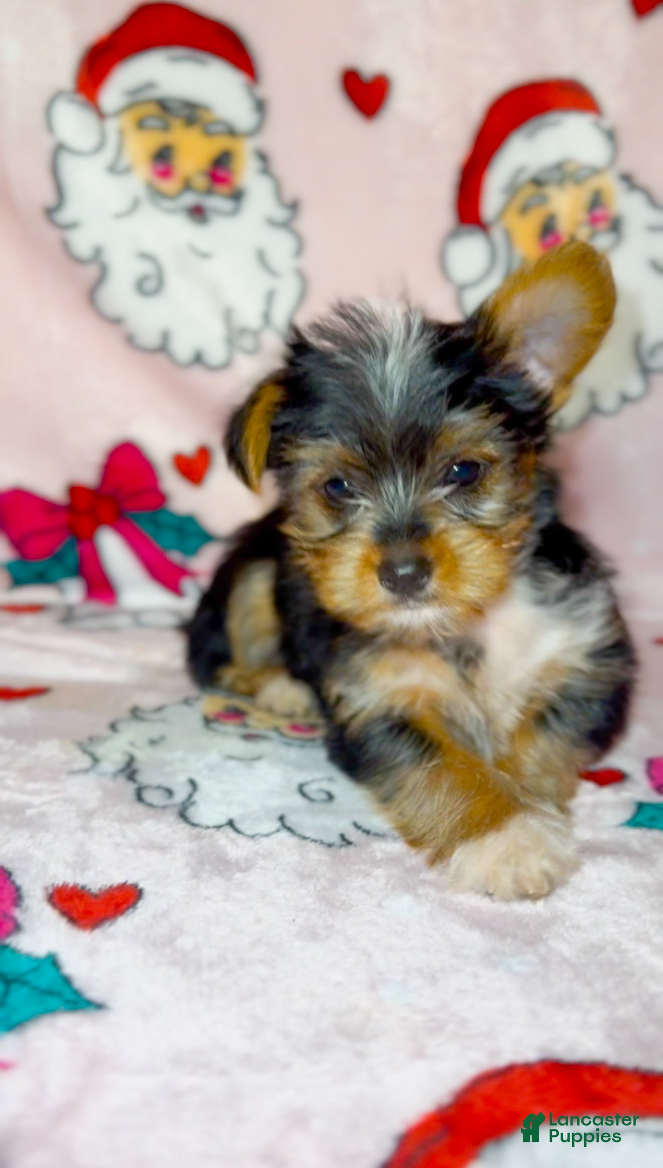 Yorkshire Terrier dogs for sale: Stripe - Ad 10