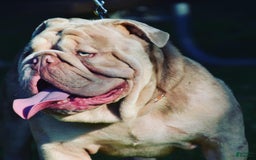 Old English Sheepdog dogs for stud: Skydrives Yoshi - Image 7