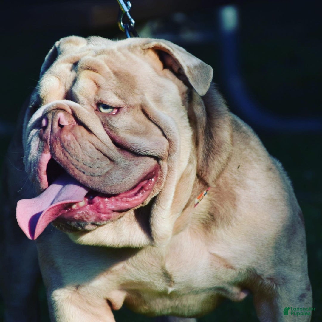 Old English Sheepdog dogs for stud: Skydrives Yoshi - Image 7