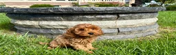 Cockapoo dogs for sale: Cockapoo female 3 - Ad 6