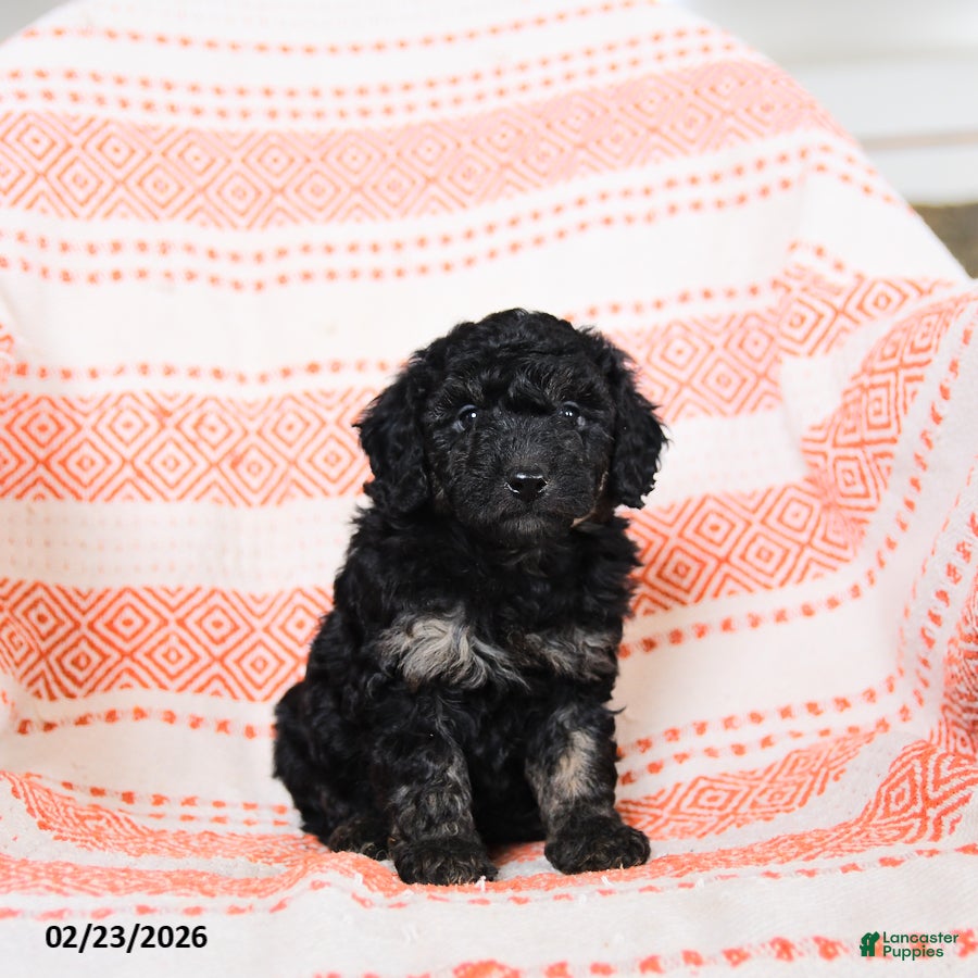 Miniature Poodle dogs Bingo - Ad 2