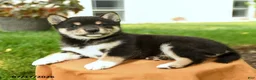 Shiba Inu dogs for sale: Chana - Ad 3