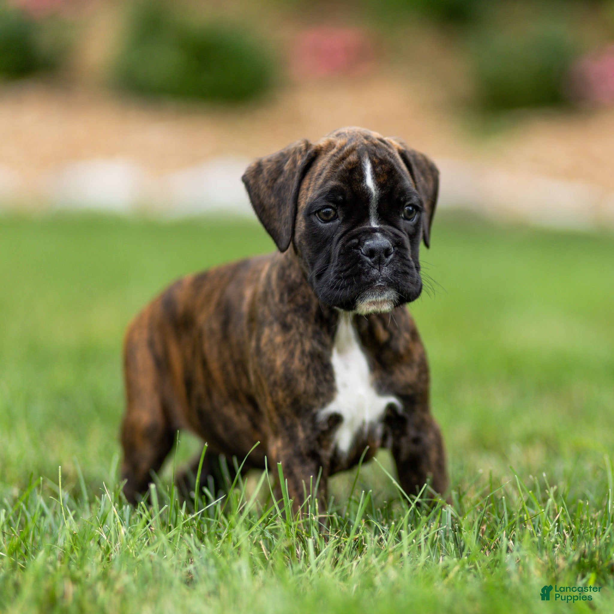 Boxer dogs Lucy Boxer Puppy  - Ad 2