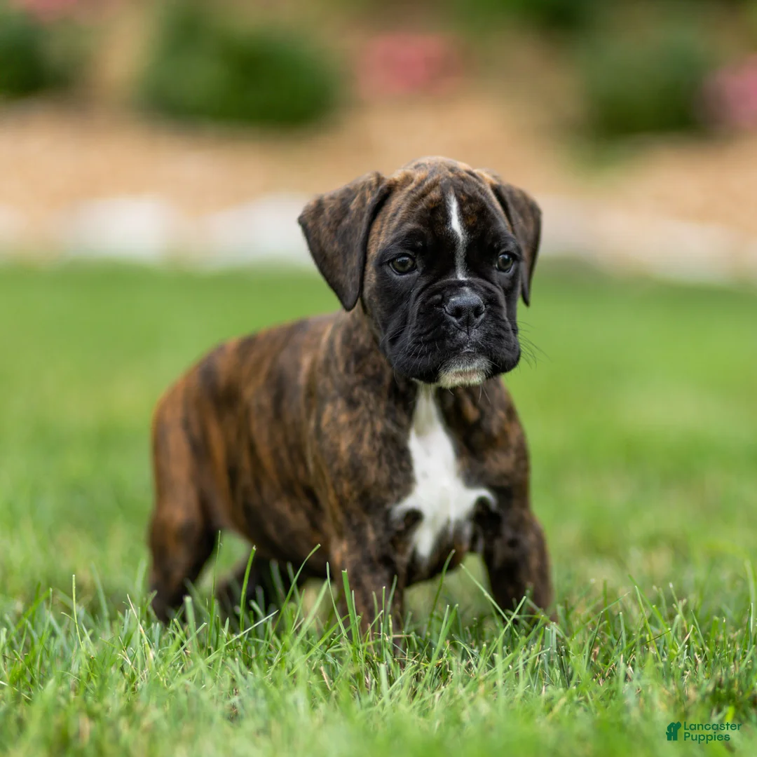 Boxer dogs for sale: Lucy Boxer Puppy  - Ad 2