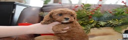 Cavapoo dogs for sale: Kimmy - Ad 3