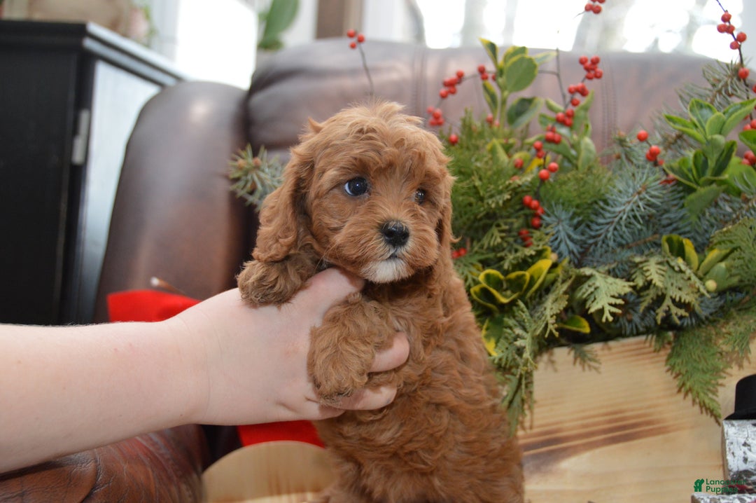 Cavapoo dogs for sale: Kimmy - Ad 3