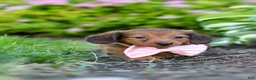 Miniature Dachshund dogs for sale: Allie - Ad 12