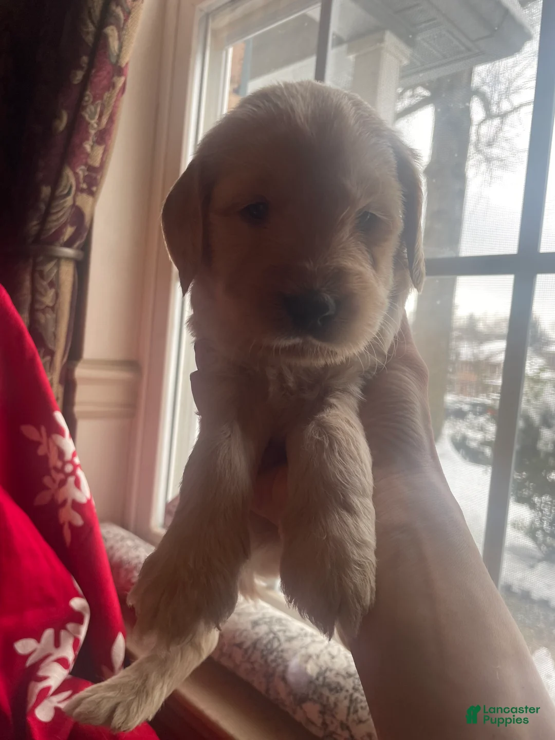 Goldendoodle dogs for sale: Goldendoodle Puppy 1 - Ad 12