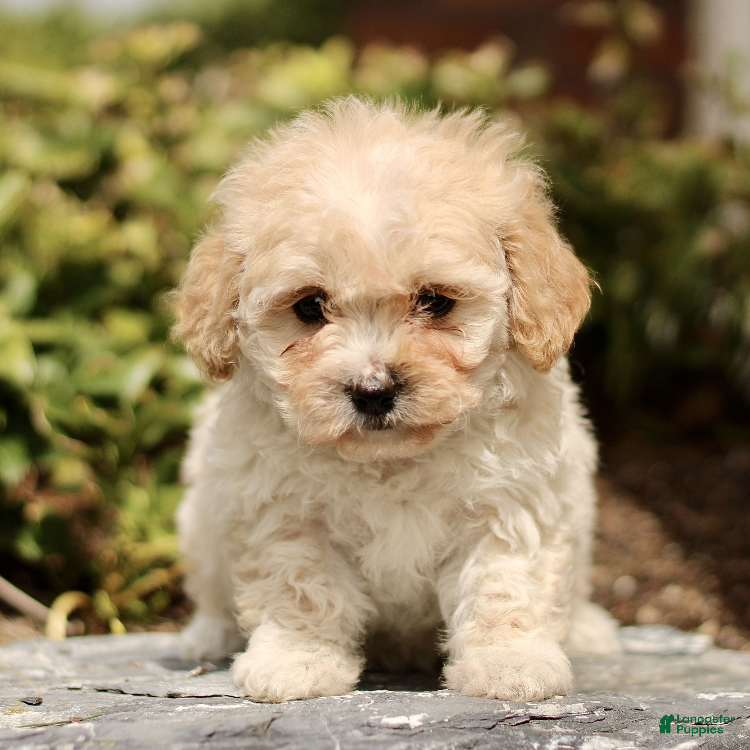 Cavachon dogs Darcy  - Ad 1
