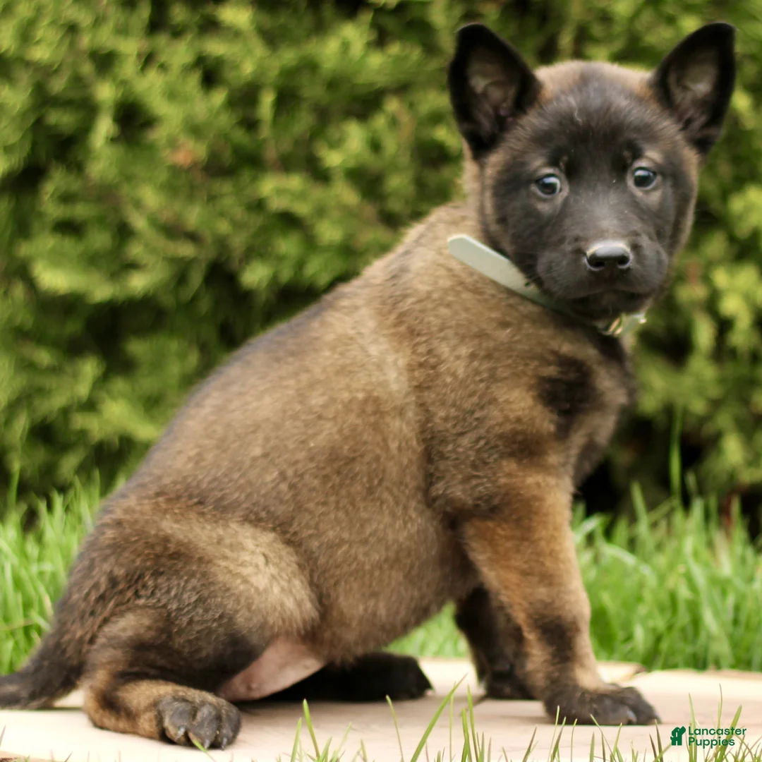 Belgian Malinois dogs for sale: Sienna  - Ad 1