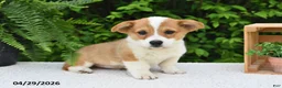 Welsh Corgi Pembroke dogs for sale: Juliet - Ad 3