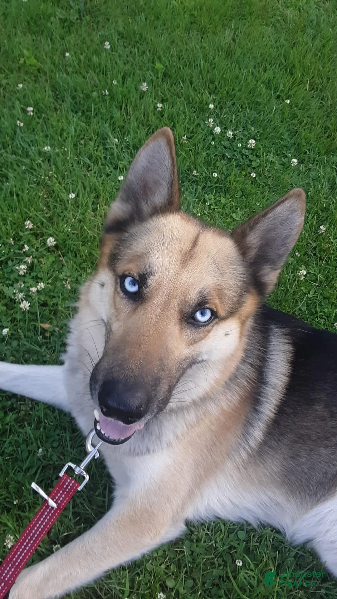 Gallery Image {{count}}