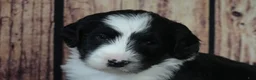 Sheepadoodle dogs for sale: Sheepadoodle Puppy 8 - Ad 3