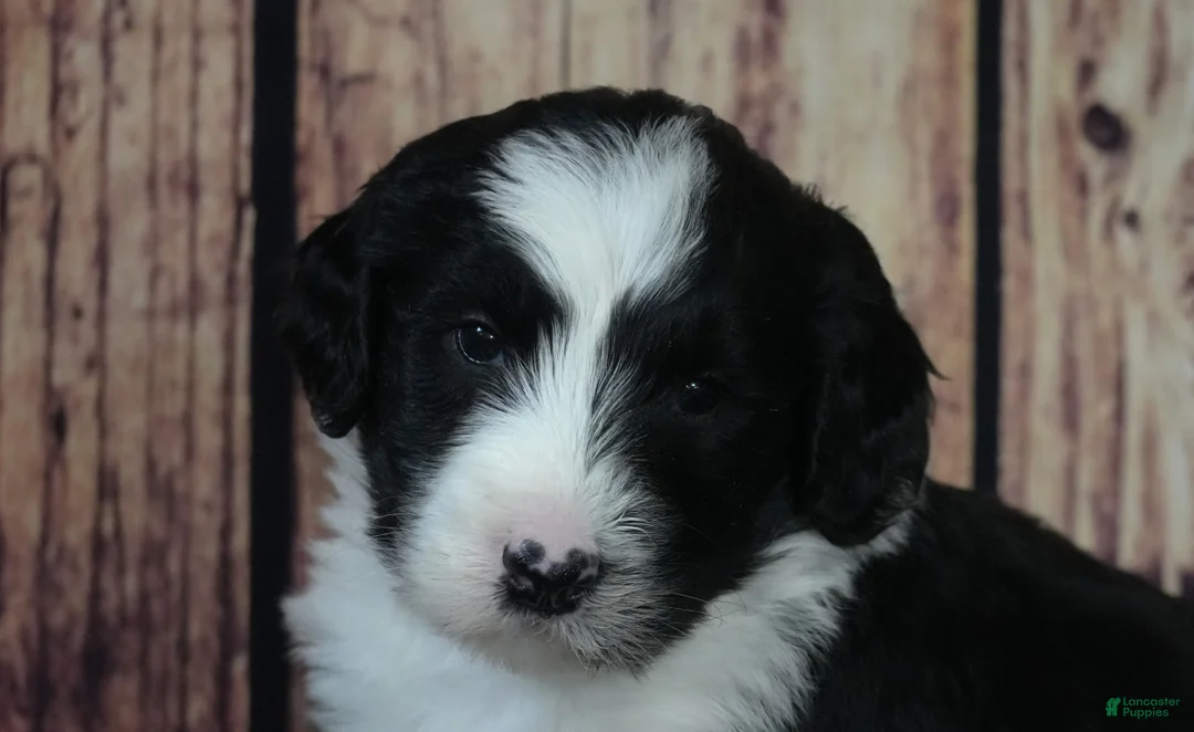 Sheepadoodle dogs for sale: Sheepadoodle Puppy 8 - Ad 3
