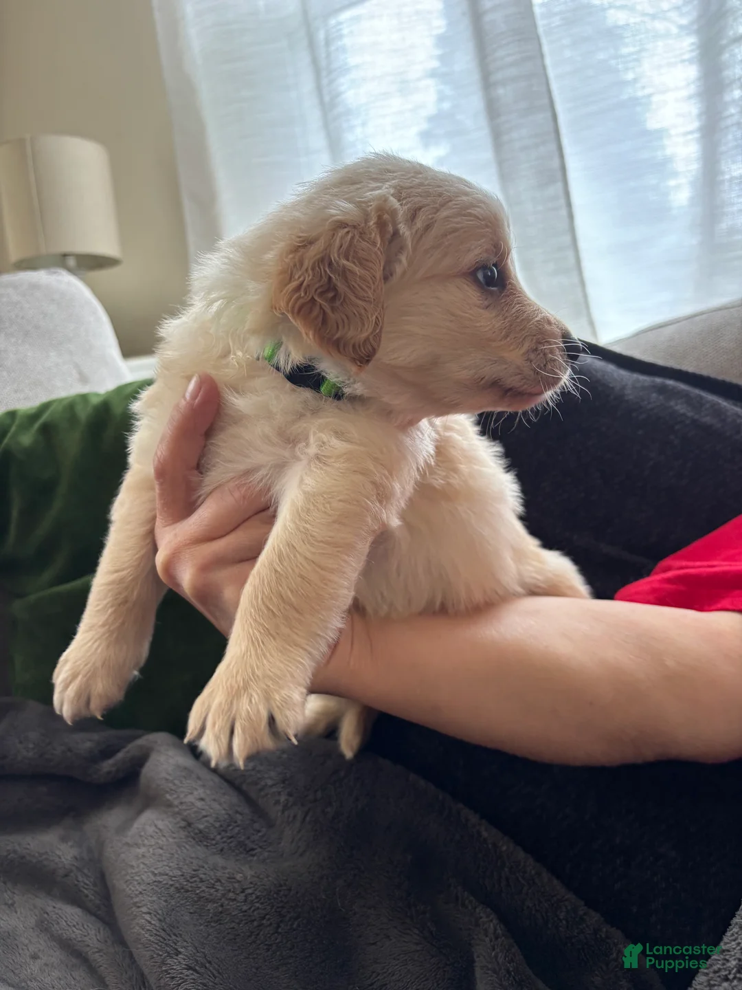 Mixed Breed dogs for sale: Green Collar - Ad 2