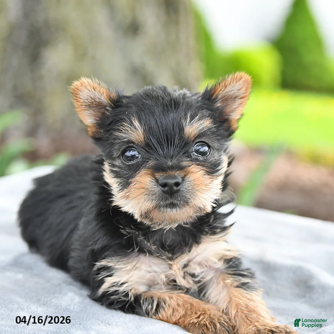 Yorkshire Terrier dogs for sale: Trixie - Ad 5