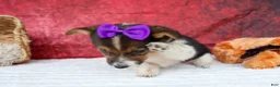 Welsh Corgi Pembroke dogs for sale: Abby🩷  - Ad 4