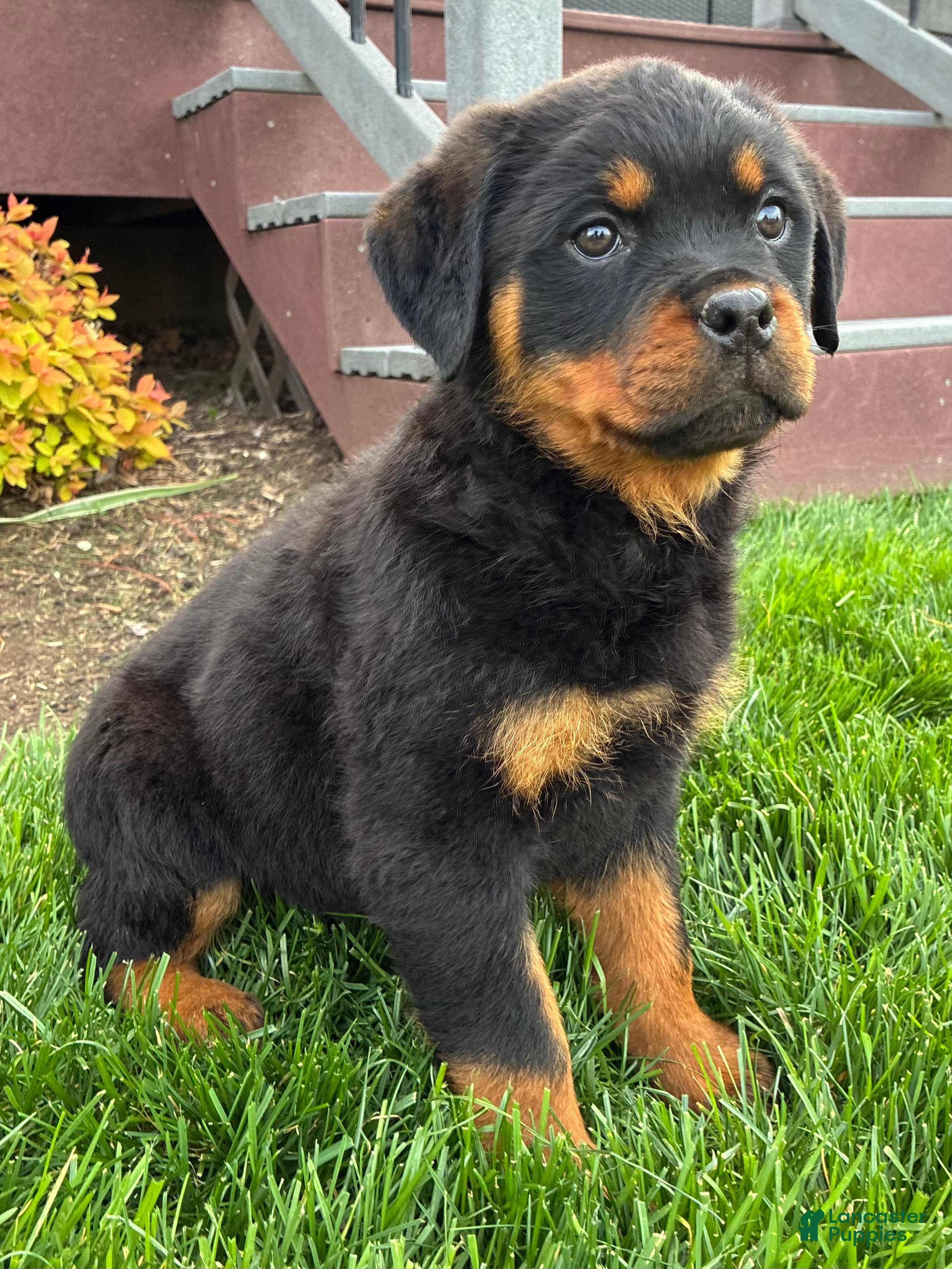 Rottweiler dogs Bonnie - Ad 1