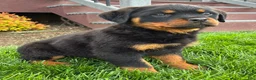 Rottweiler dogs for sale: Bonnie - Ad 1