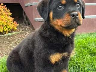 Rottweiler dogs for sale: Bonnie - Ad 3