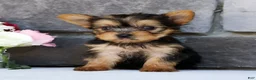 Morkie dogs for sale: Olive - Ad 9