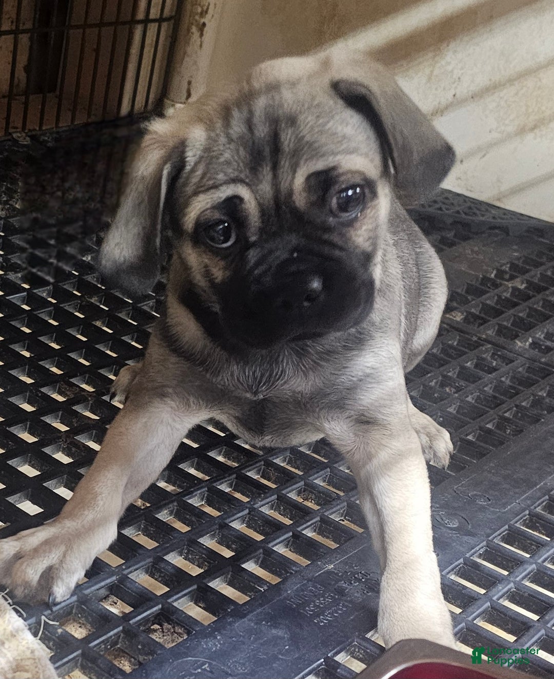 Pug dogs for sale: Pug Puppy 1 - Ad 1