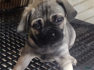 Pug dogs Pug Puppy 1 - Ad 1