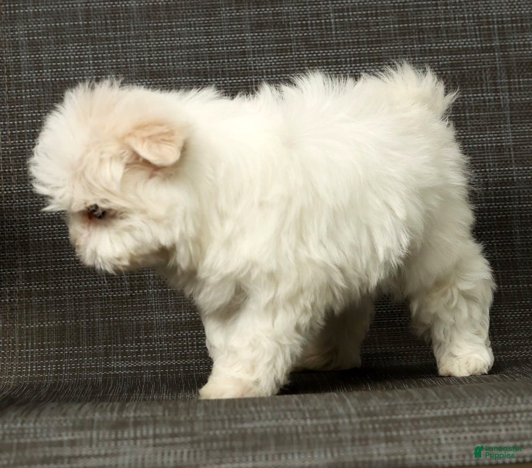 Maltese dogs for sale: Chloe - Ad 9