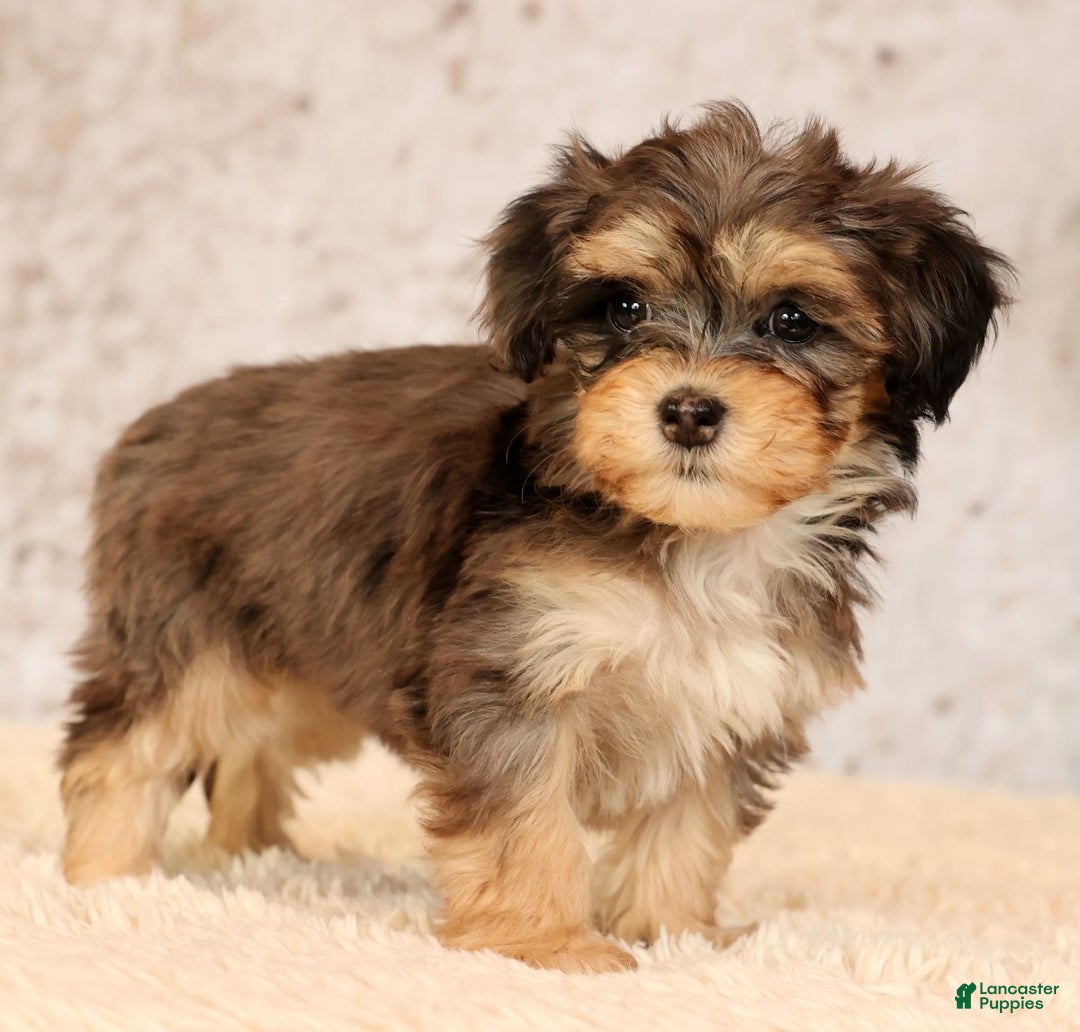 Havapoo dogs for sale: Paisley - Ad 1