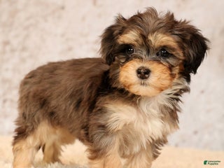 Havapoo dogs Paisley - Ad 16