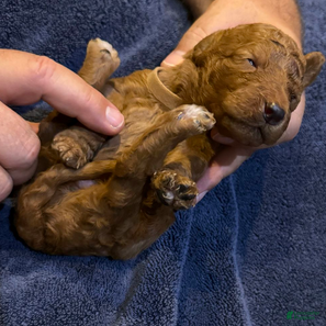 Goldendoodle dogs H25 Male Brown Collar - Ad 3
