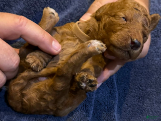 Goldendoodle dogs H25 Male Brown Collar - Ad 19