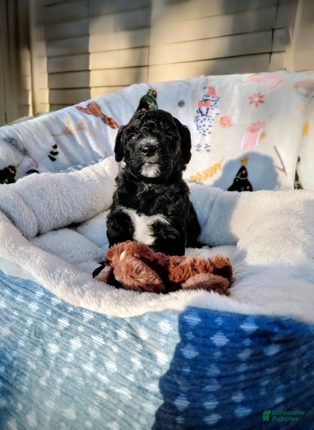 Mini Goldendoodle dogs for sale: Mini Goldendoodle Puppy CHELSEA - Ad 4