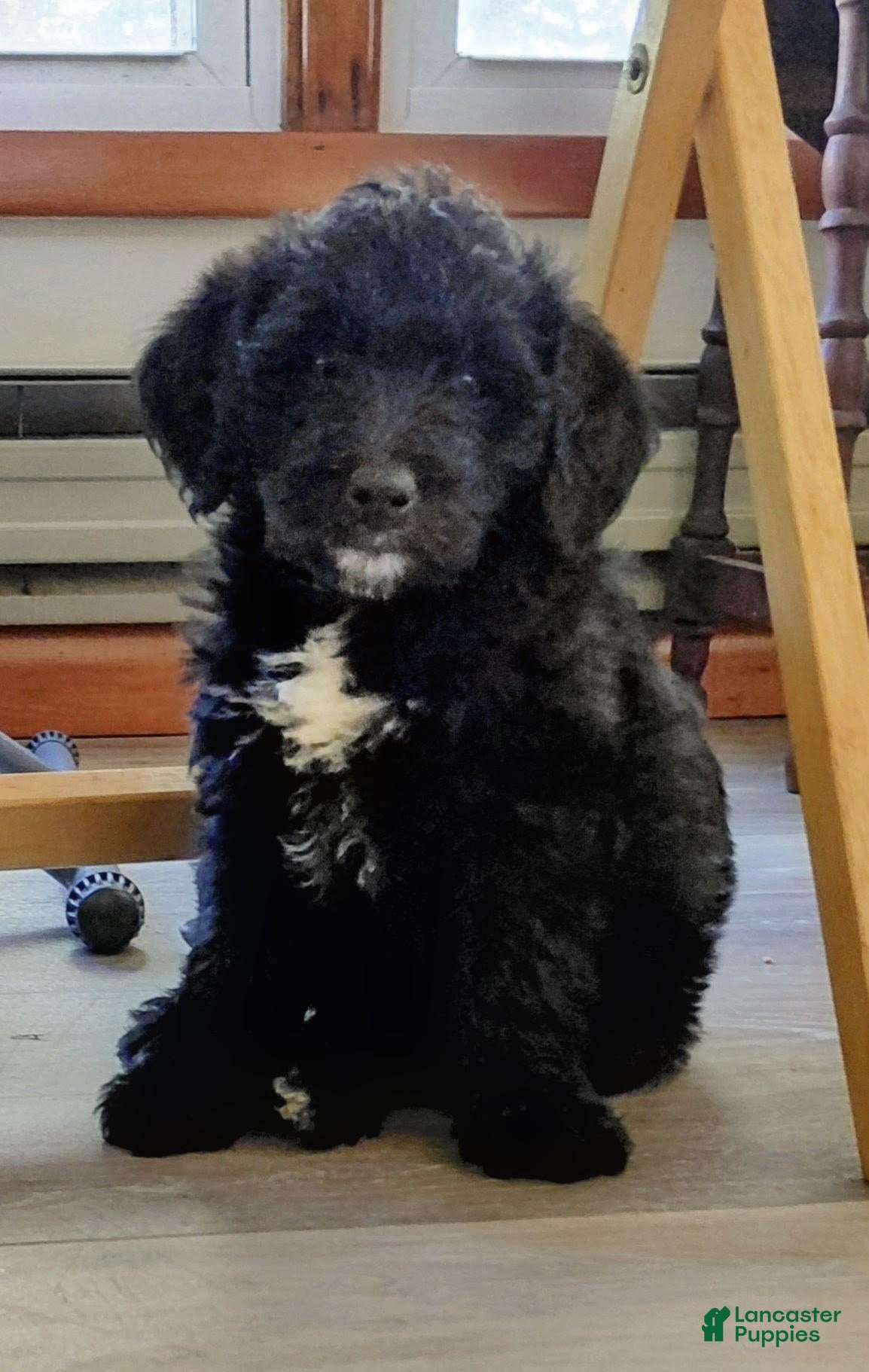 Mini Goldendoodle dogs Mountain Goldendoodle - Henry - Ad 1