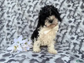 Cavapoo dogs Odie - Ad 3