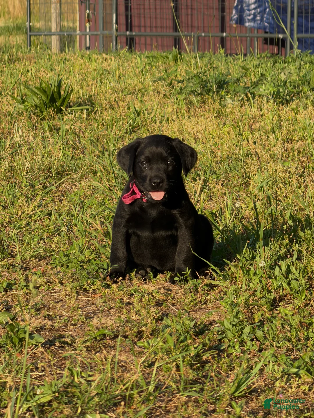 Labrador Retriever dogs for sale: Labrador Retriever Puppy 6 - Ad 1