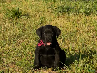 Labrador Retriever dogs for sale: Labrador Retriever Puppy 6 - Ad 3