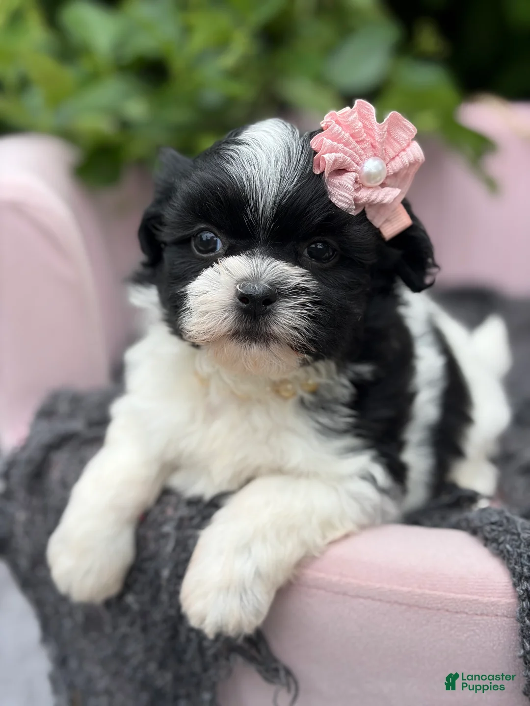 Malshi dogs for sale: Audrey - Ad 2